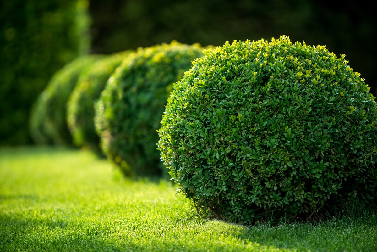 Landscaping in Dinuba, CA